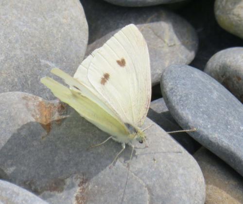 Pieris rapae